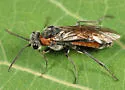 Dolerus tibialis - photo 2