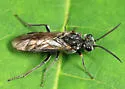 Dolerus tibialis - photo 3