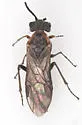 Dolerus tibialis - photo 4
