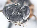 Dolerus tibialis - photo 5
