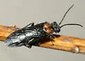 Dolerus unicolor - Dolerus unicolor