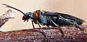 Dolerus unicolor - photo 2
