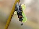 Dolerus unicolor - photo 3