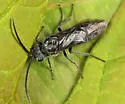 Dolerus unicolor - photo 4