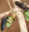 Dolerus unicolor - photo 5