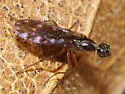 Dolichocephala argus - Dolichocephala argus