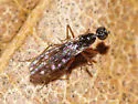 Dolichocephala argus - photo 2