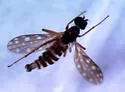 Dolichocephala argus - photo 5