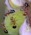 Dolichoderus mariae - photo 3