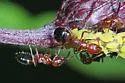 Dolichoderus mariae - photo 4