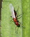 Dolichoderus mariae - photo 5