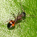 Dolichoderus plagiatus - Dolichoderus plagiatus