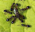 Dolichoderus plagiatus - photo 2