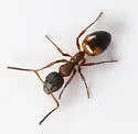 Dolichoderus plagiatus - photo 3