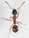 Dolichoderus plagiatus - photo 4