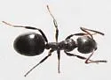 Dolichoderus pustulatus