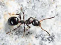 Dolichoderus pustulatus - photo 2