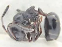 Dolichoderus pustulatus - photo 3