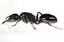 Dolichoderus pustulatus - photo 4