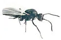 Dolichoderus taschenbergi - photo 3