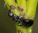Dolichoderus taschenbergi - photo 5