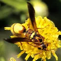 Dolichodynerus tanynotus - Dolichodynerus tanynotus