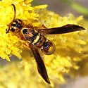 Dolichodynerus tanynotus - photo 2