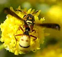 Dolichodynerus tanynotus - photo 3