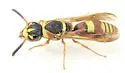 Dolichodynerus tanynotus - photo 4