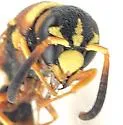 Dolichodynerus tanynotus - photo 5