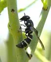 Dolichodynerus turgiceps