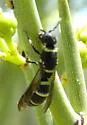 Dolichodynerus turgiceps - photo 2