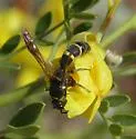 Dolichodynerus vandykei