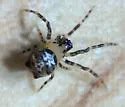 Dolichognatha pentagona