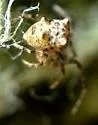 Dolichognatha pentagona - photo 2