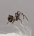 Dolichognatha pentagona - photo 3