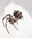 Dolichognatha pentagona - photo 4