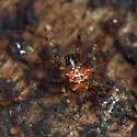 Dolichognatha pentagona - photo 5