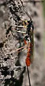 Dolichomitus irritator