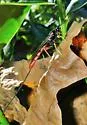 Dolichomitus irritator - photo 2