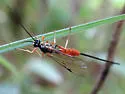 Dolichomitus irritator - photo 3