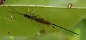 Dolichomitus irritator - photo 4
