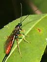 Dolichomitus irritator - photo 5