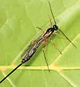 Dolichomitus pterelas