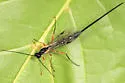 Dolichomitus pterelas - photo 2
