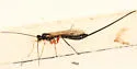 Dolichomitus pterelas - photo 4