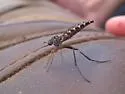 Dolichomyia gracilis