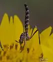 Dolichomyia gracilis - photo 2