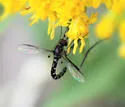 Dolichomyia gracilis - photo 3