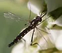 Dolichomyia gracilis - photo 4